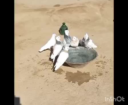 کبوتر طوقی|پرنده|تهران, شکوفه|دیوار