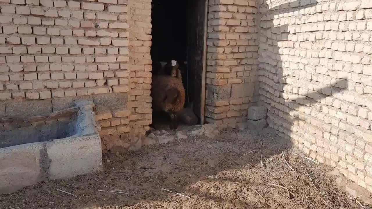 بره نر چاق|حیوانات مزرعه|هرند, |دیوار