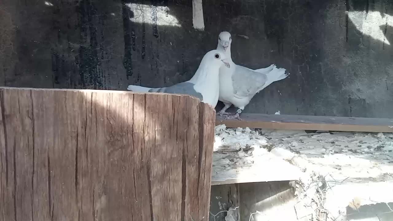 یک جفت پشت گراف و سه عدد جوجه عروس درشت و کشیده|پرنده|اسفراین, |دیوار