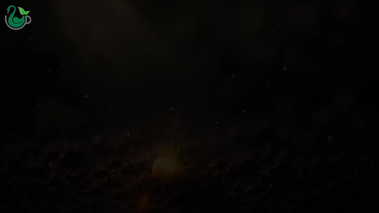 تخم گیاهان دارویئ|خوردنی و آشامیدنی|ارومیه, |دیوار