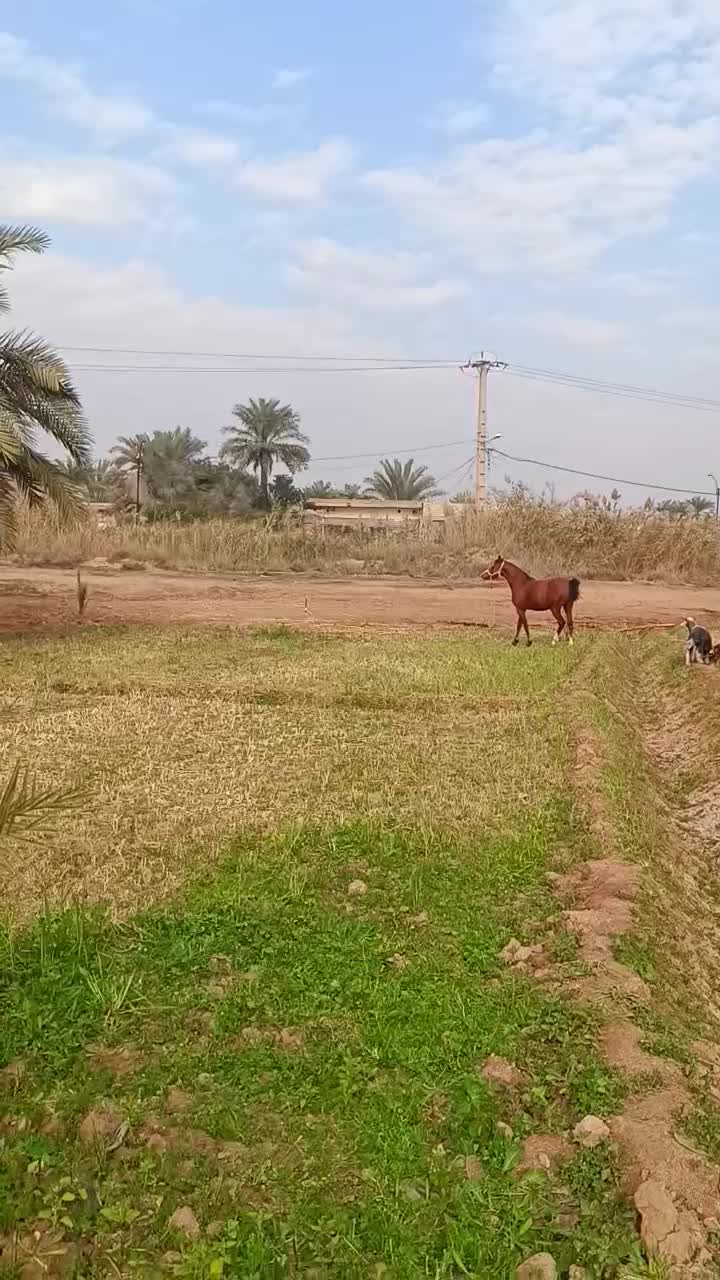 اسب|اسب و تجهیزات اسب‌سواری|کارون, |دیوار