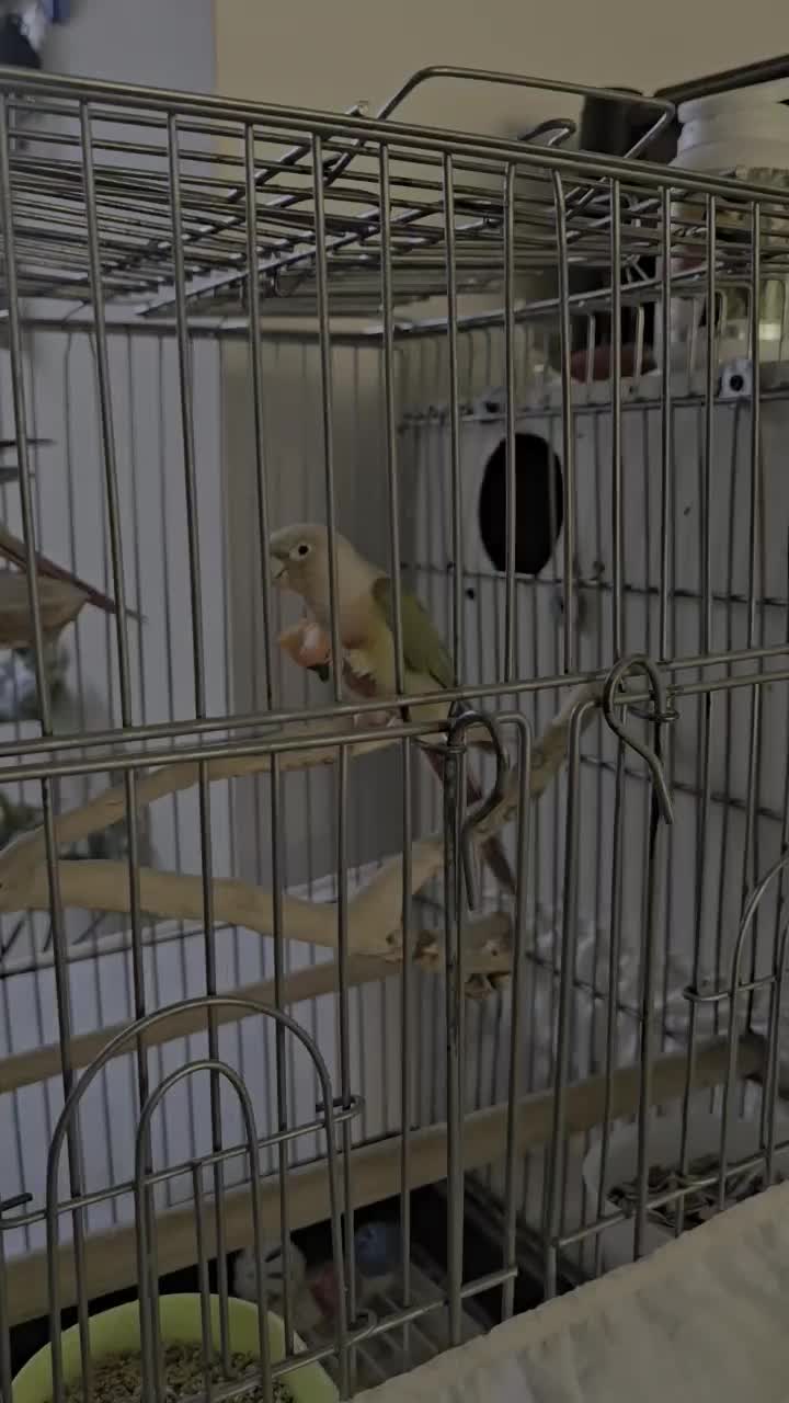 گرینچیک طوطی|پرنده|مشهد, بلال|دیوار