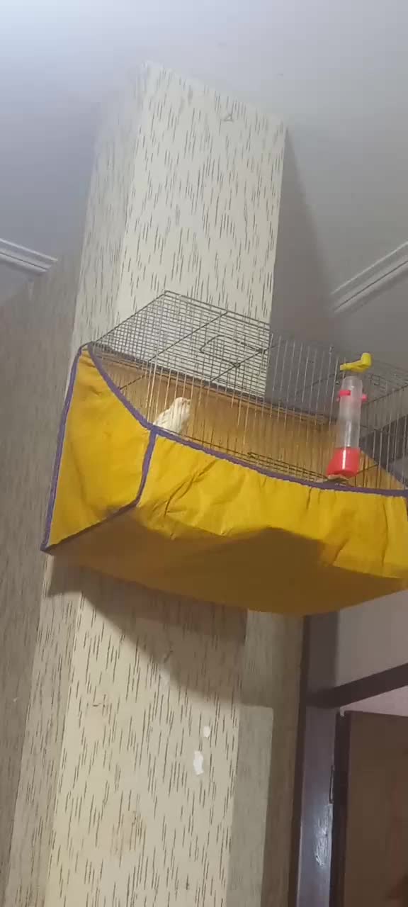 نر قرص بخون|پرنده|رزن, |دیوار