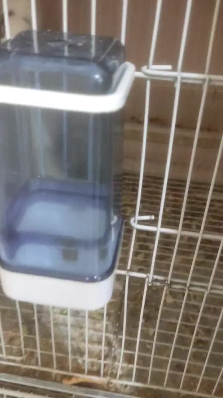 عروس هلندی دوکت البینو دوکت لوتینو زعفرونی|پرنده|مشهد, سیلو|دیوار