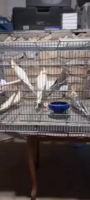 جوجه عروس هلندی|پرنده|هشتگرد, فاز ۱ مهستان|دیوار