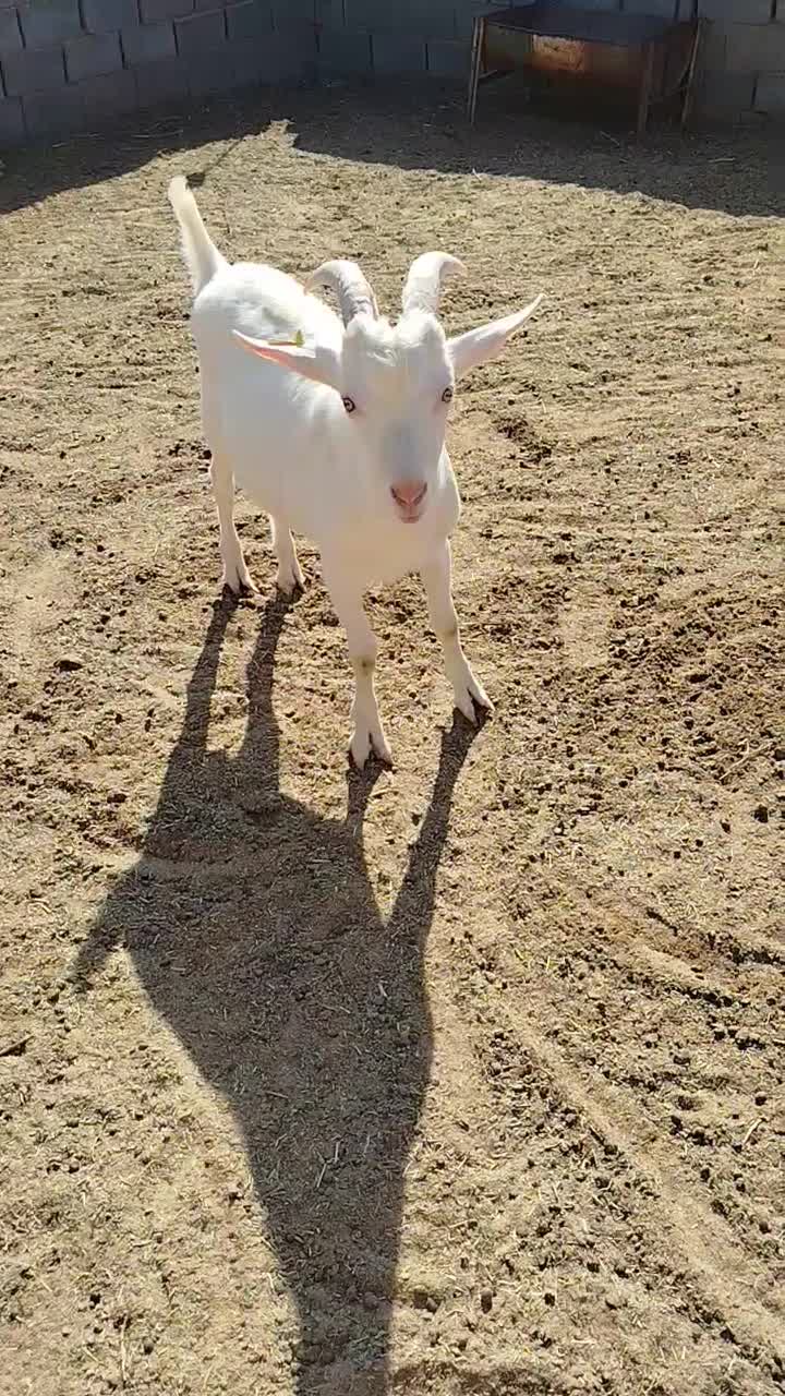 فروش بزغاله سانن اصل،بره ماده|حیوانات مزرعه|امیرآباد, |دیوار