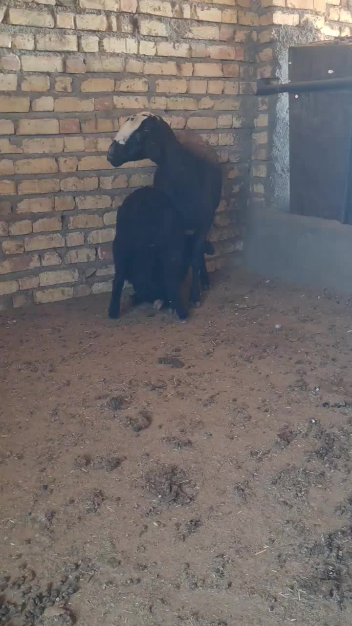 میش شال با بره ۲۰ کیلویی|حیوانات مزرعه|قزوین, |دیوار