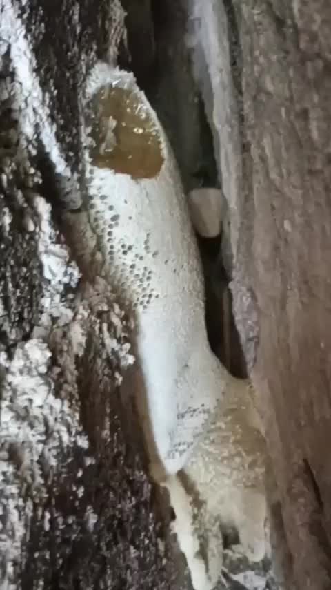 عسل کوهی وحشی|خوردنی و آشامیدنی|تهران, بوستان ولایت|دیوار