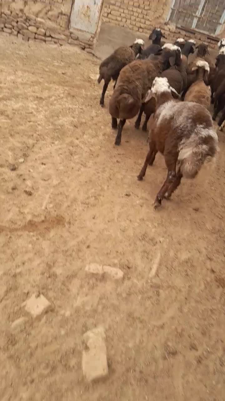 حیواناتبرهنر|حیوانات مزرعه|رضویه, |دیوار