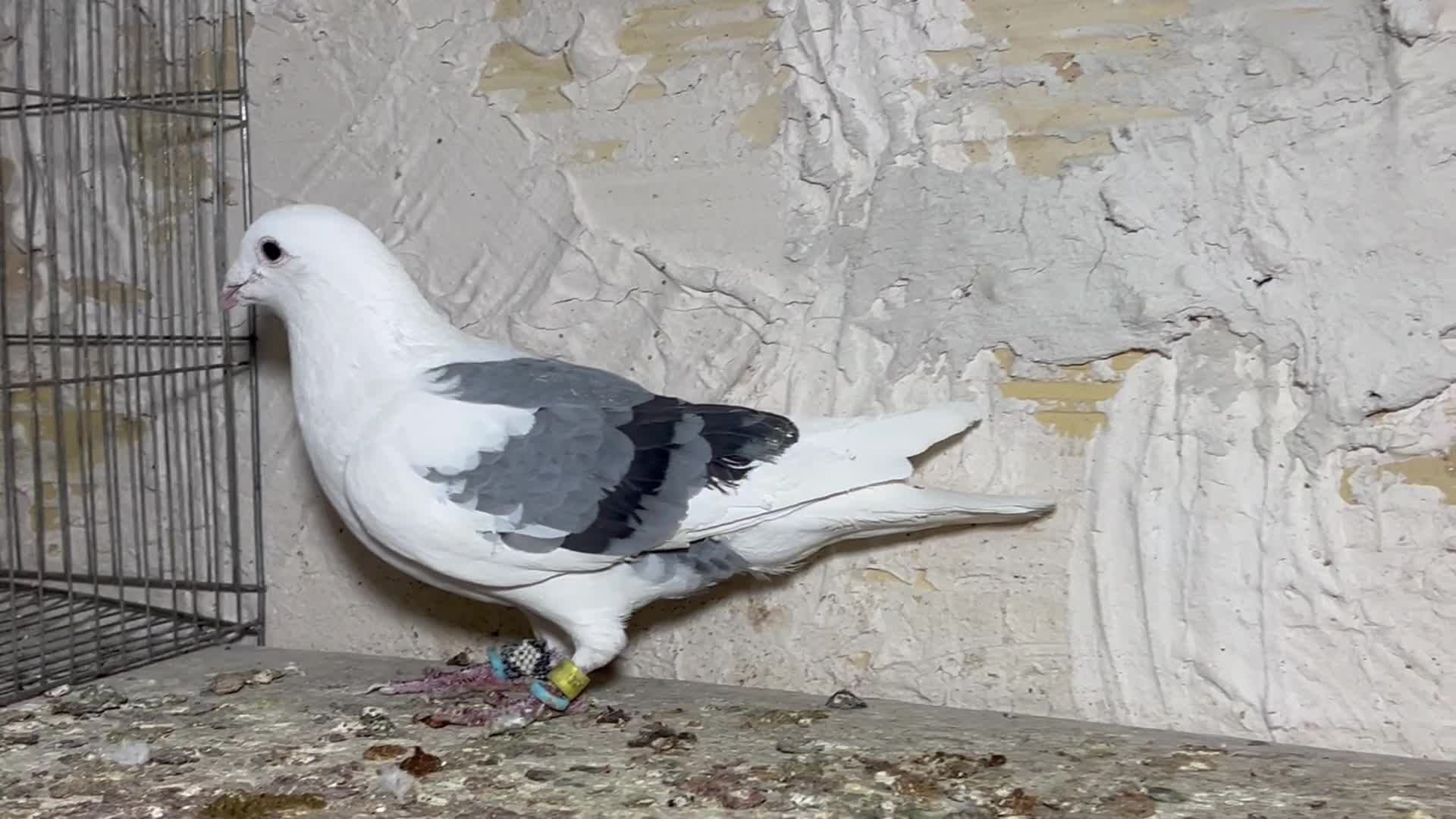 کبوتر پرنده المانی یکت کبود|پرنده|محمدیه-قزوین, |دیوار