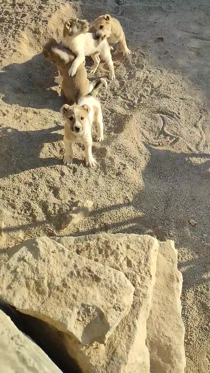 جفت توله نرو ماده|سگ|شیروان (خراسان), |دیوار