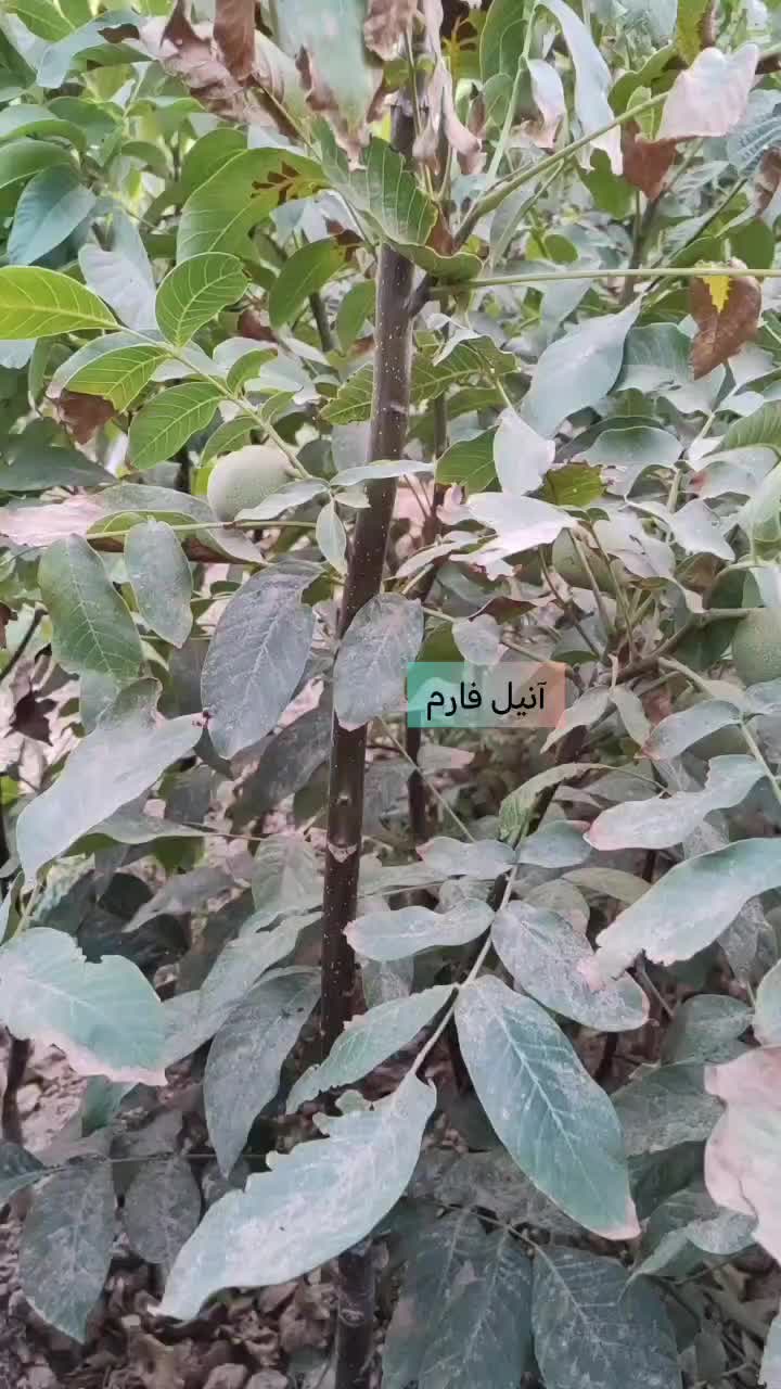 انواع نهال های مثمر و قیر مثمر|خدمات باغبانی و درختکاری|دشتابی, |دیوار