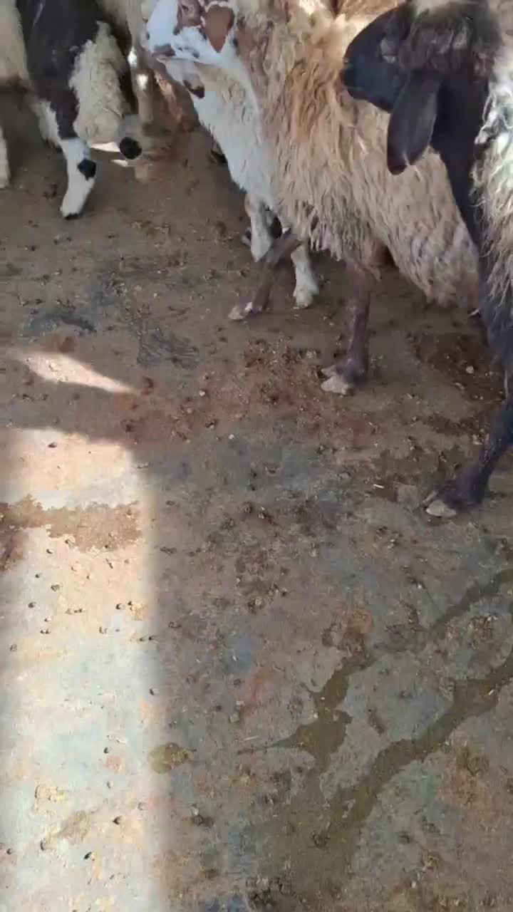 میش و بره|حیوانات مزرعه|کرمانشاه, |دیوار