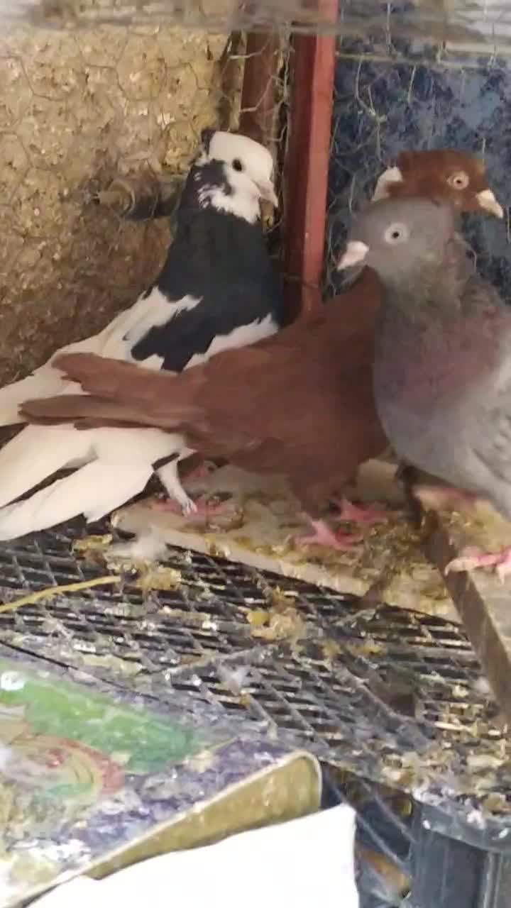 کبوتر رنگی|پرنده|رونیز, |دیوار