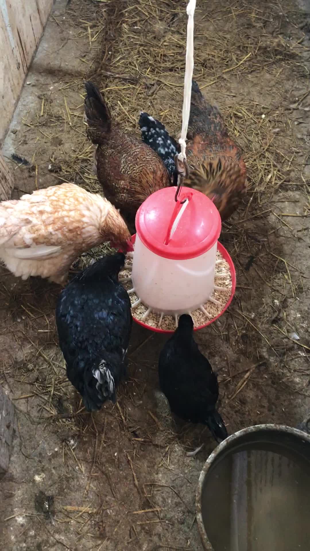 مرغ محلی و زینتی|حیوانات مزرعه|آستارا, |دیوار