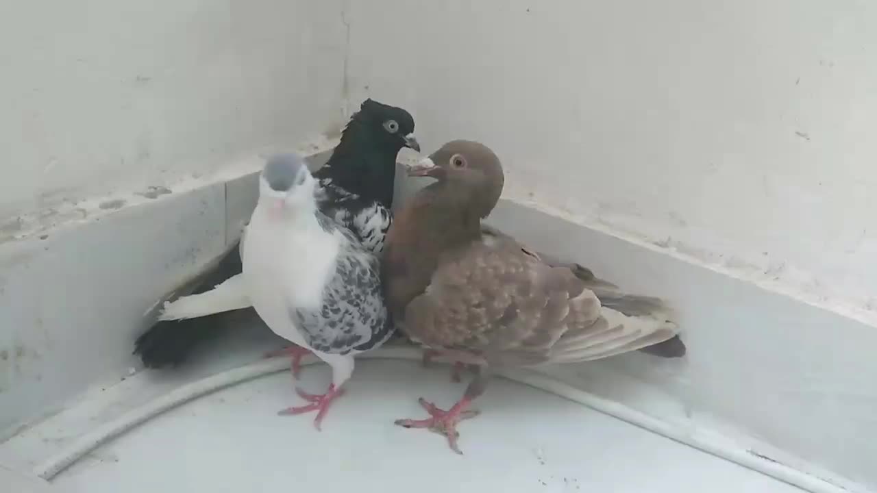 کفتر|پرنده|تربت جام, حافظ|دیوار