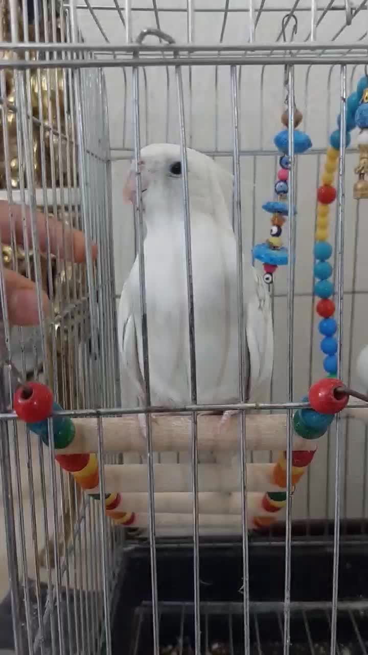 عروس هلندی نر|پرنده|تهران, یاخجی آباد|دیوار