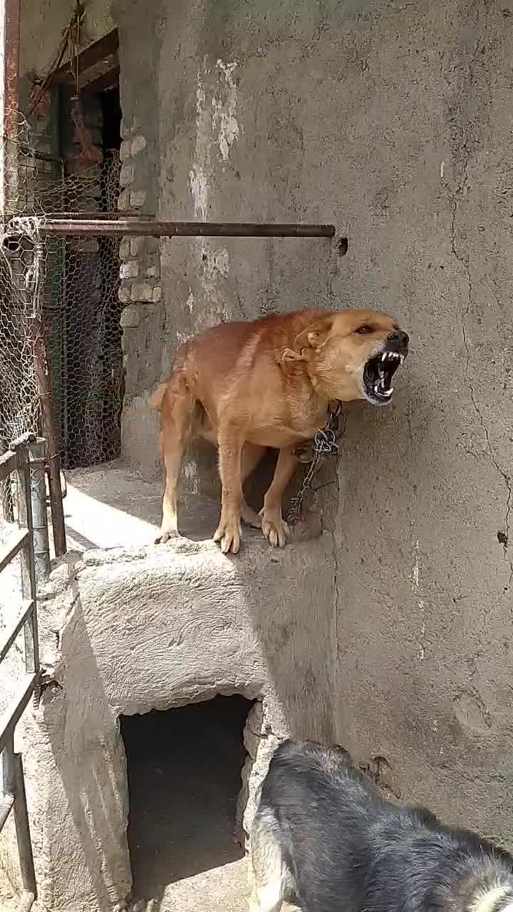 سگ دینگو|سگ|بروجرد, |دیوار
