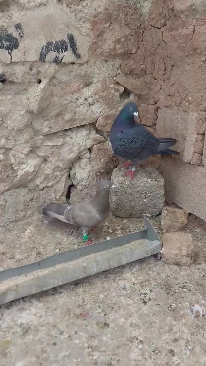 پرنده|پرنده|مسجد سلیمان, |دیوار