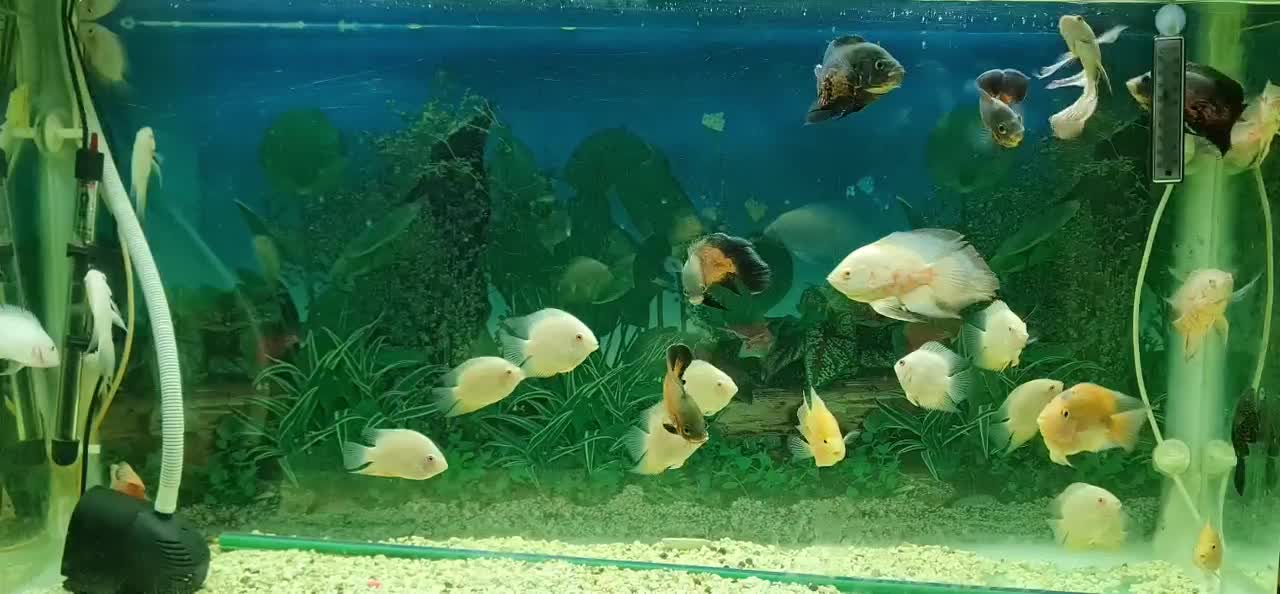 اسکار باله بلند|ماهی|لنجان, |دیوار