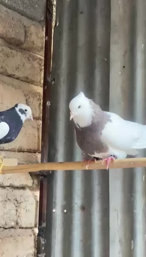 کبوتررنگی خوشکل|پرنده|داراب, |دیوار