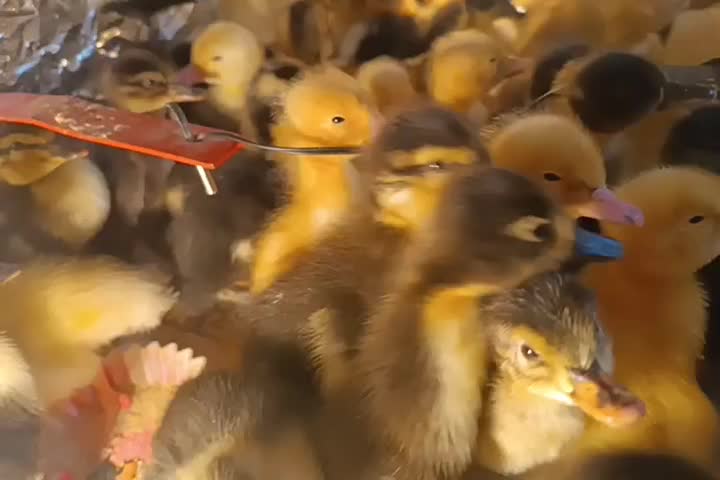 جوجه اردک محلی|حیوانات مزرعه|کیاشهر, |دیوار