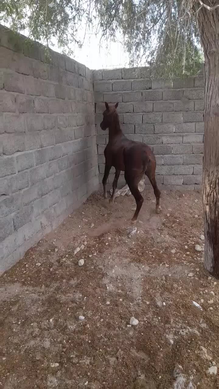 اسب|اسب و تجهیزات اسب‌سواری|بندرلنگه, |دیوار