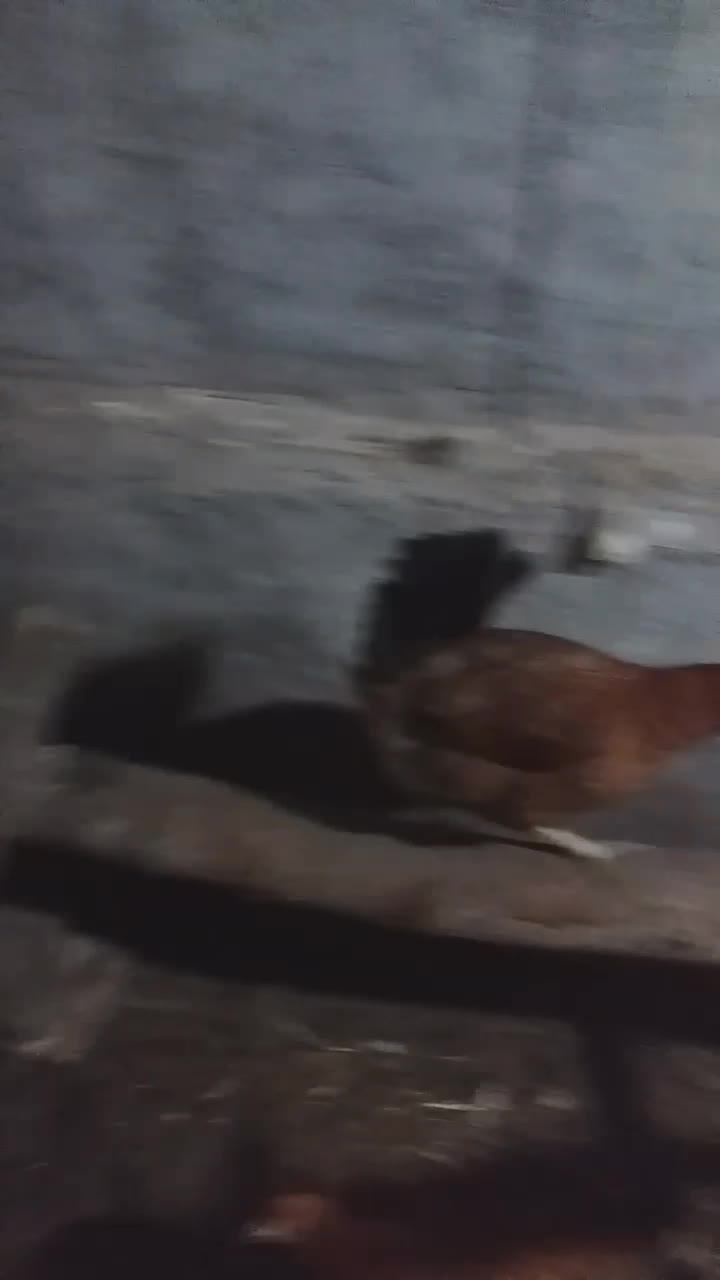 تخم مرغ|خوردنی و آشامیدنی|آق قلا, |دیوار