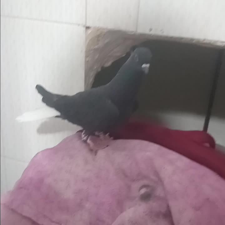 زاغ دم سفید صید|پرنده|چناران, |دیوار