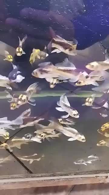 ماهی کوی نژاد|ماهی|قم, نخودی|دیوار