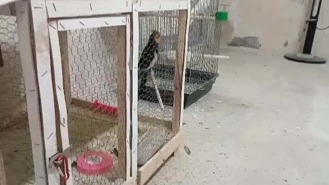 عروس هلندی|پرنده|آران و بیدگل, |دیوار