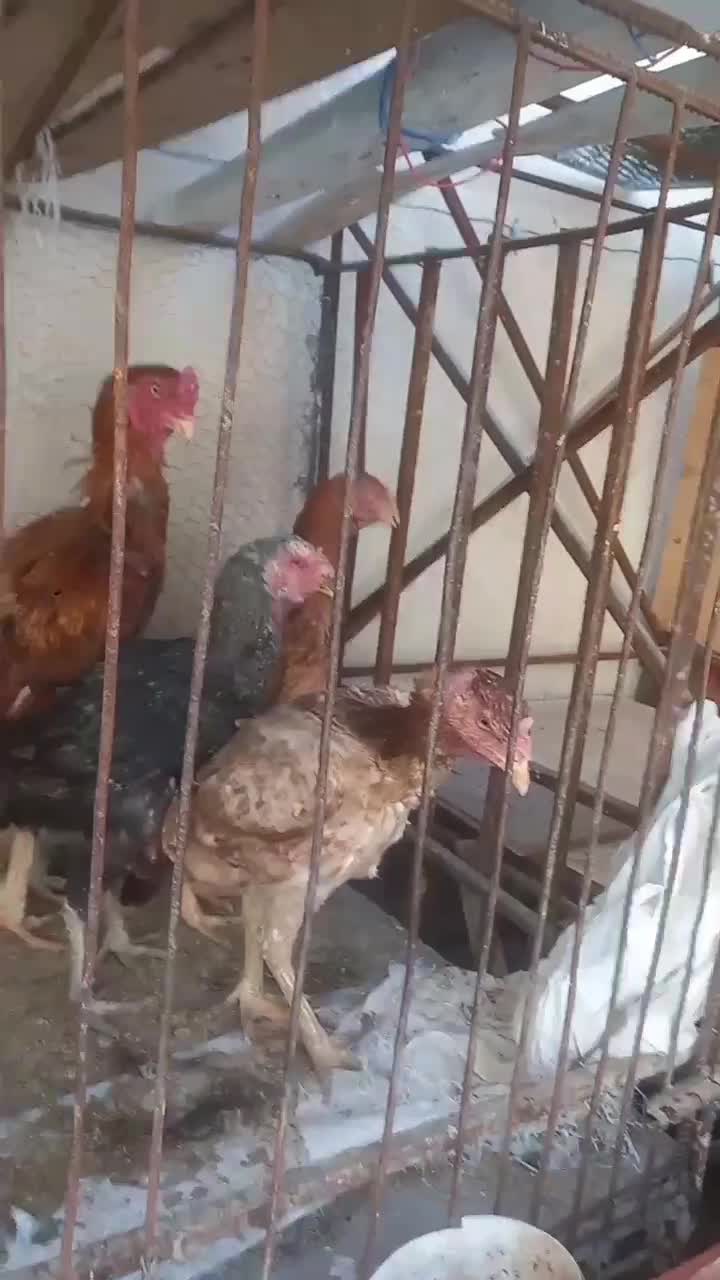 4مرغ تخم گذار جنس دار|حیوانات مزرعه|ساوه, |دیوار
