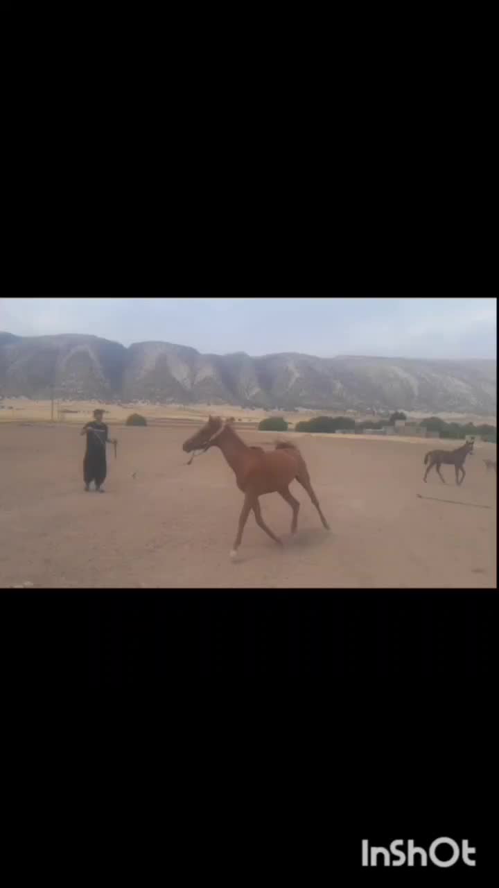 مادیان|اسب و تجهیزات اسب‌سواری|کرمانشاه, |دیوار