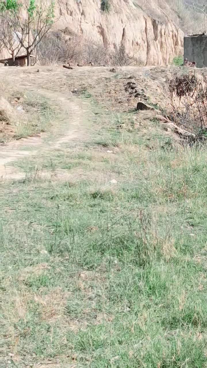 توله سگ شکاری پینتر آلمان|سگ|مینودشت, |دیوار