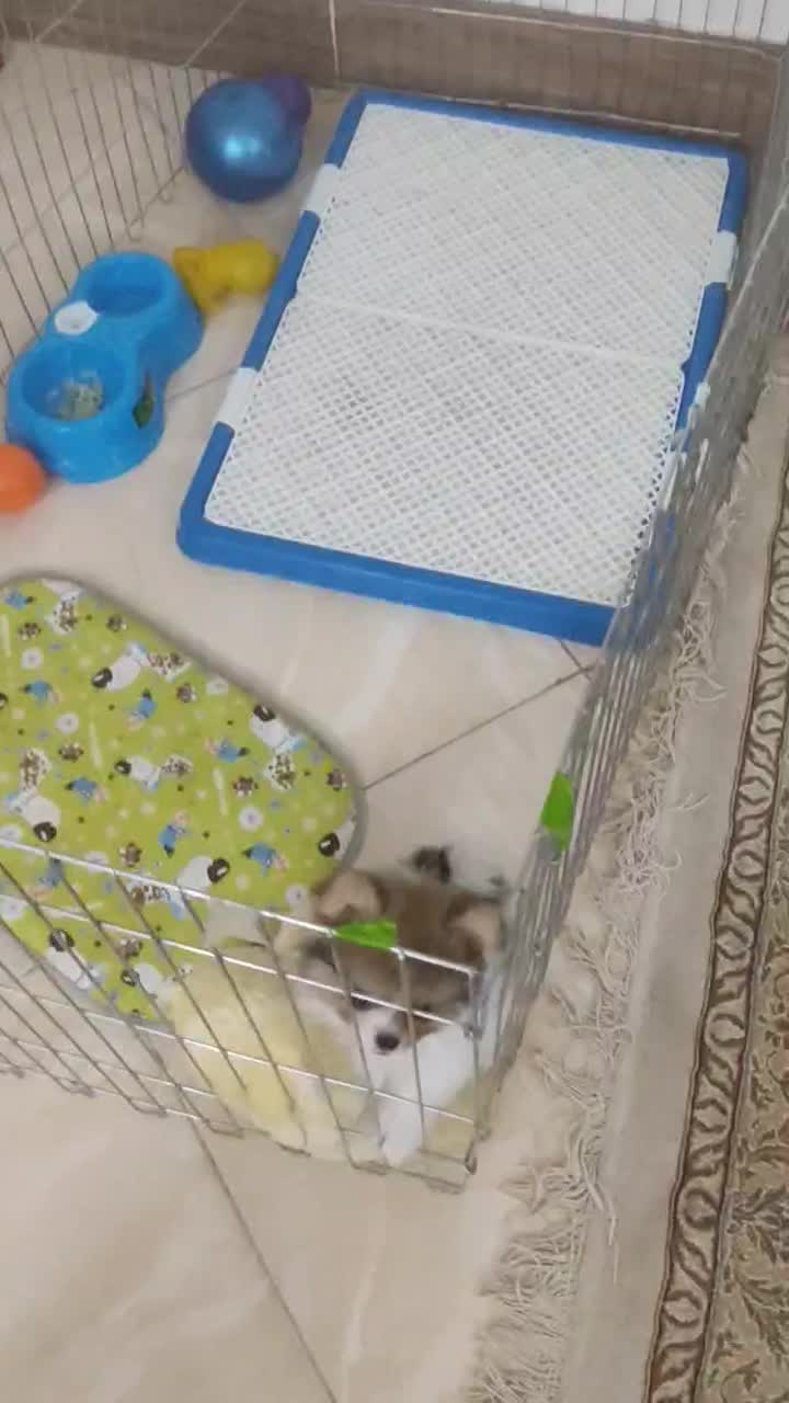 سگ پامر خرسی پاندایی|سگ|اصفهان, شهرک ولیعصر|دیوار