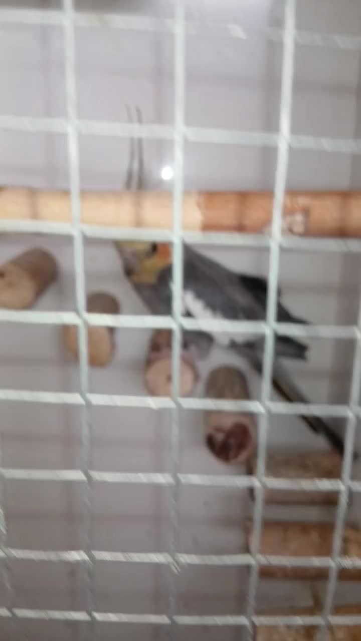 عروس|پرنده|قم, شهرک مهدیه (مدرس)|دیوار