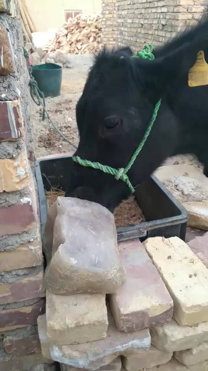 گوساله ماده ۸ ماهه ازنسل شیری|حیوانات مزرعه|سراوان, |دیوار