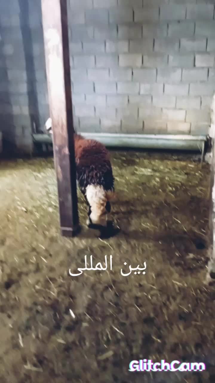 فروش بره قوچی|حیوانات مزرعه|مشهد, سلام|دیوار