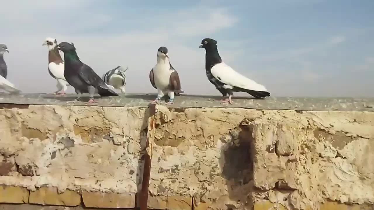 کبوتر پرشی رنگ جفت یک میلیون و ۲۰۰|پرنده|نصر آباد, |دیوار