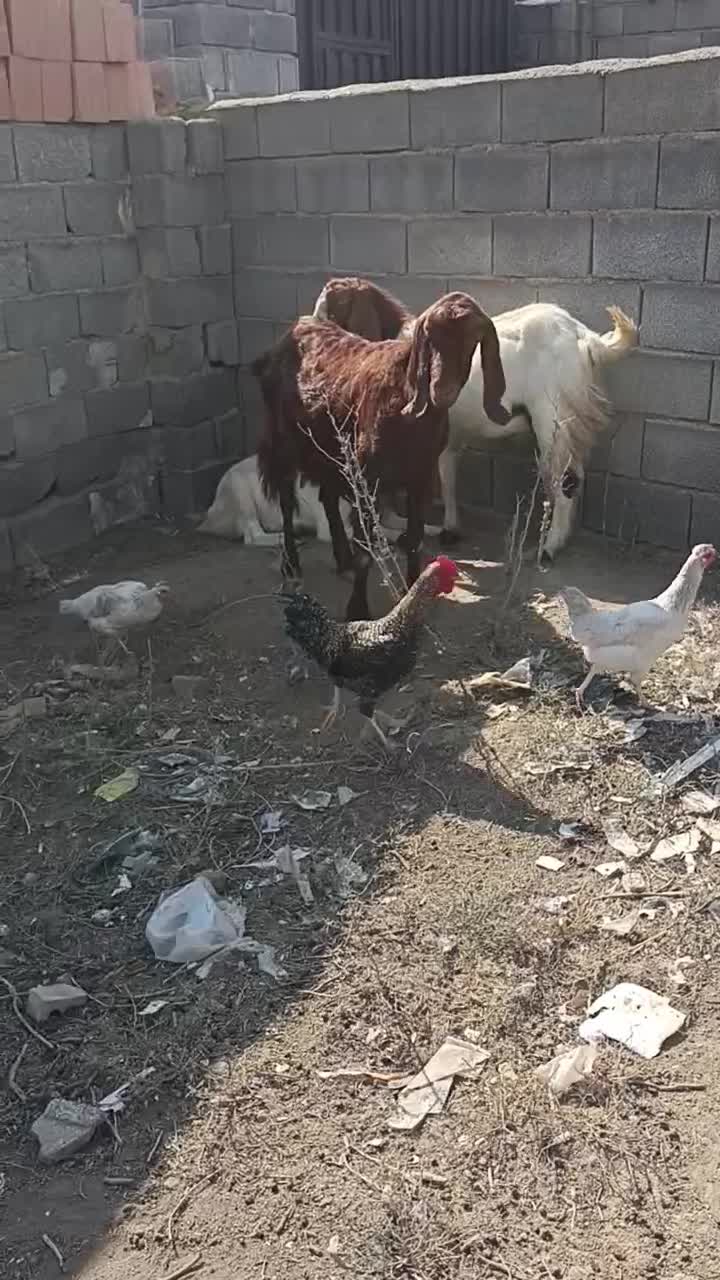 گوسفند داشتی|حیوانات مزرعه|انبارآلوم, |دیوار