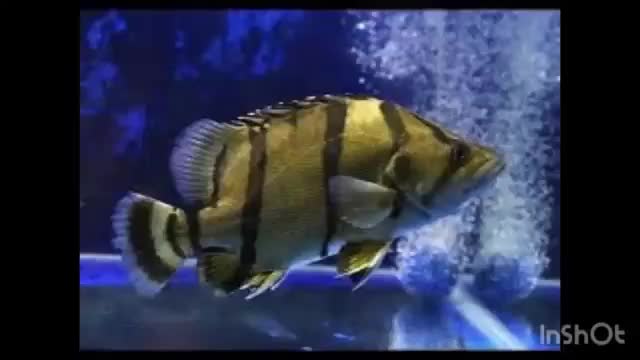 water pomp for fish|ماهی|کرج, حیدرآباد|دیوار