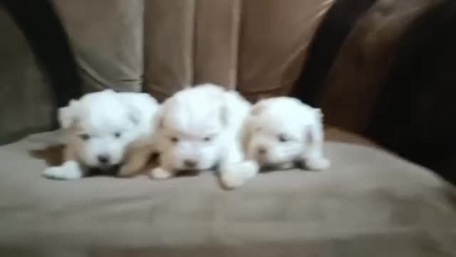 توله مالتیز|سگ|ماهدشت, |دیوار