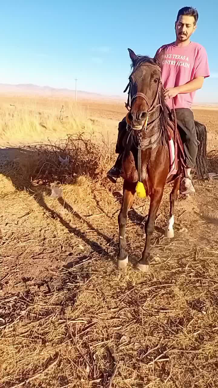 مادیان|اسب و تجهیزات اسب‌سواری|قیدار, |دیوار