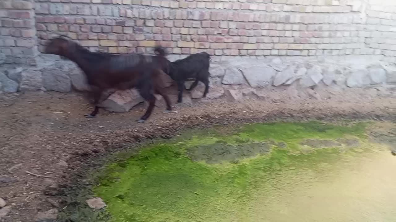 بززایده|حیوانات مزرعه|نیشابور, شهرک رضوی|دیوار