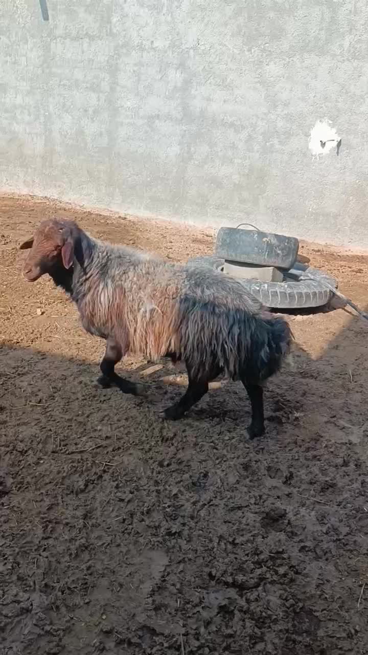 قوچ همو|حیوانات مزرعه|سبزوار, قصبه شرقی|دیوار