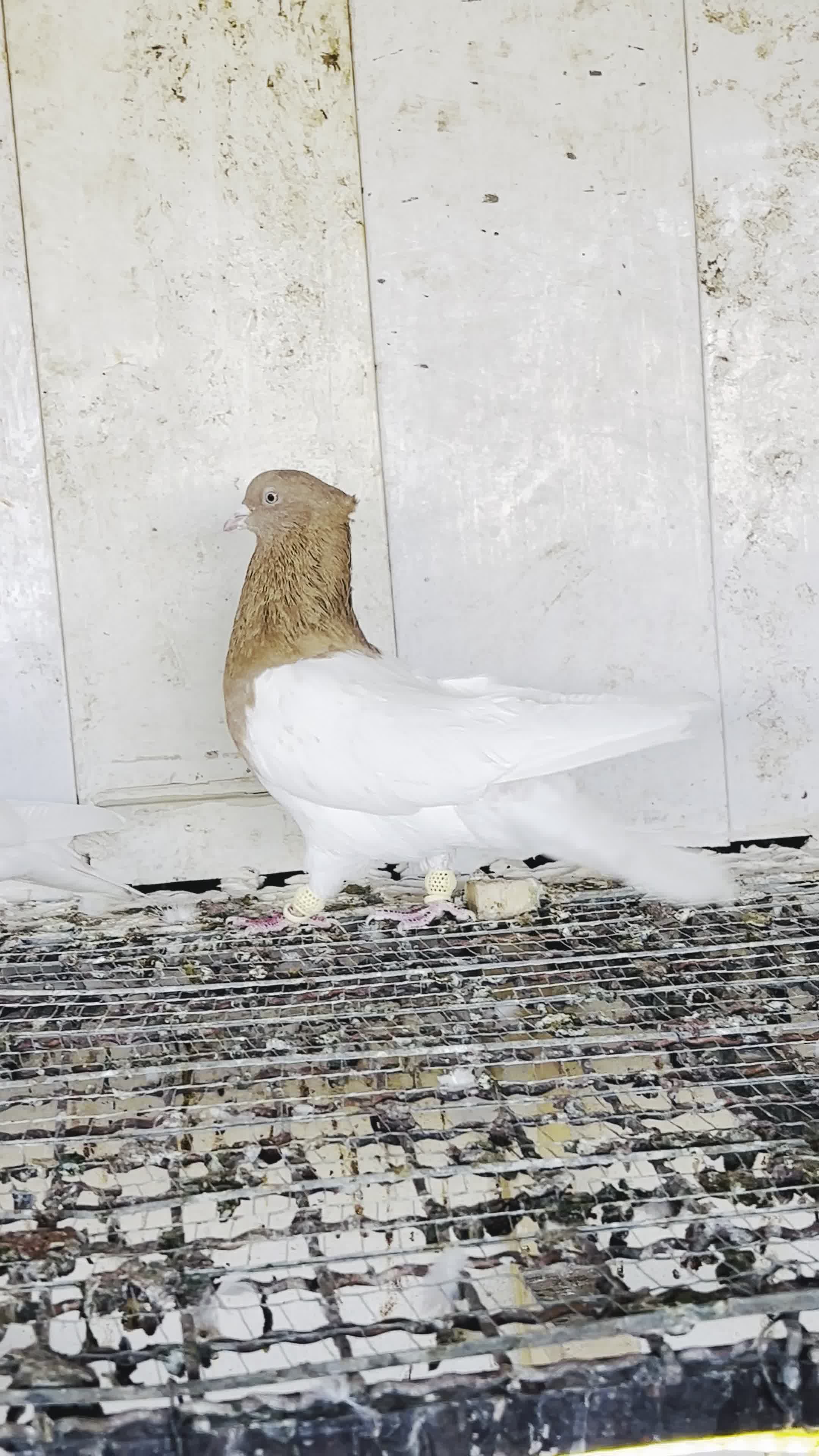 کفتر کله زرد|پرنده|مشهد, هفده شهریور|دیوار