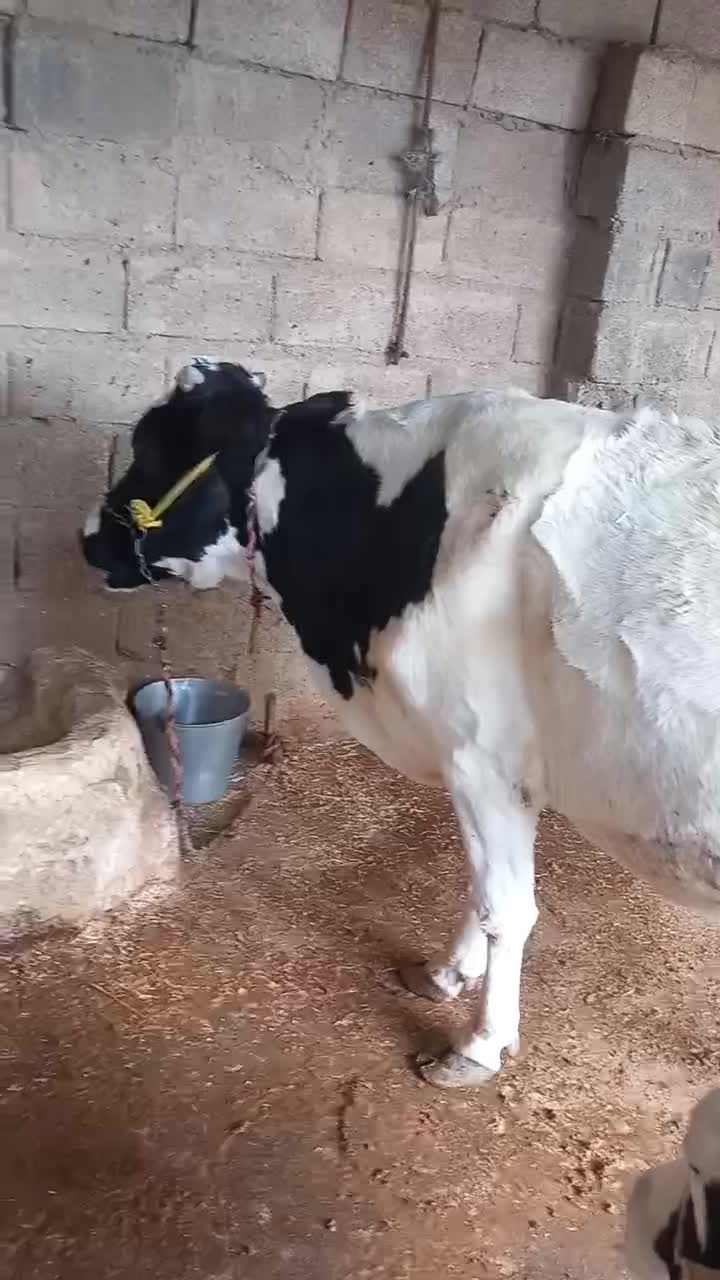 گاو زاییده|حیوانات مزرعه|گتوند, |دیوار