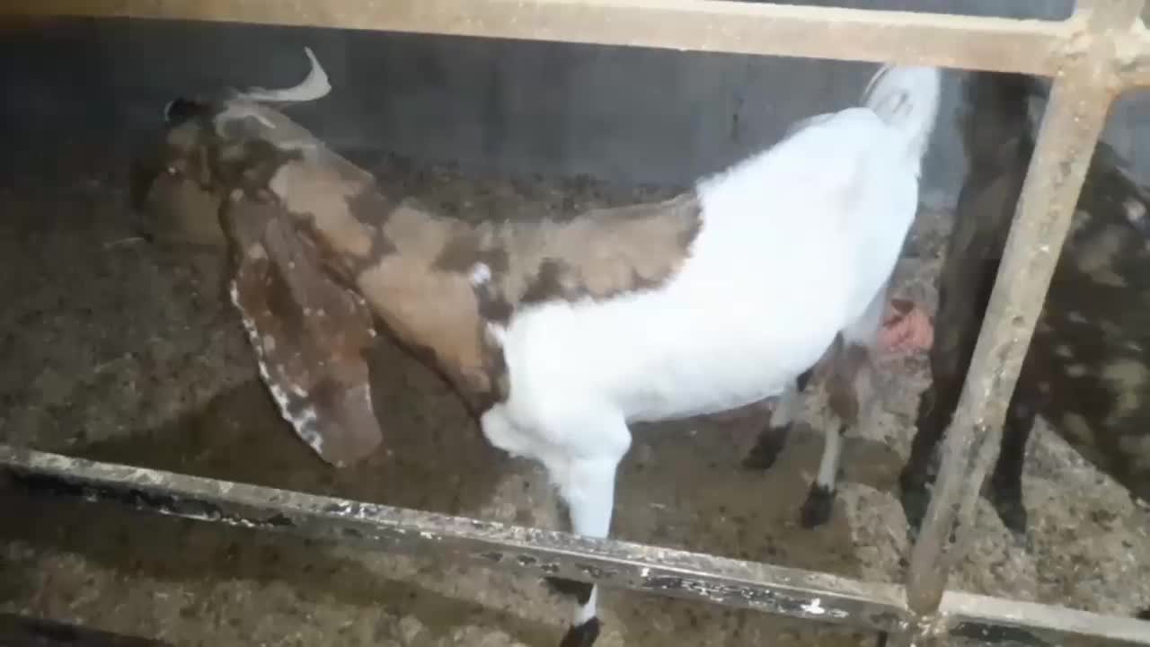 فروش بز و نر بز پاکستانی لنگه ۴ قلو از نسل ۵ قلوزا|حیوانات مزرعه|ری, دیلمان|دیوار