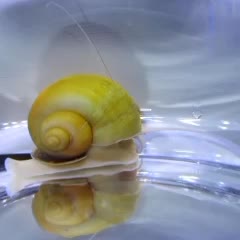 حلزون آکواریوم سیب ، کلمبیایی ، رامشورن و شیپوری|ماهی|تهران, گلستان (شهرک راه آهن)|دیوار