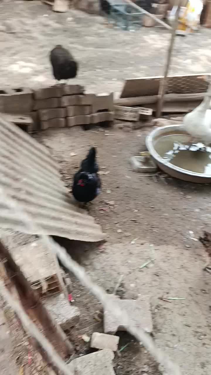 غاز|حیوانات مزرعه|اهواز, کیان اباد|دیوار